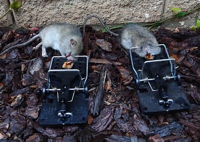 rodent trapping